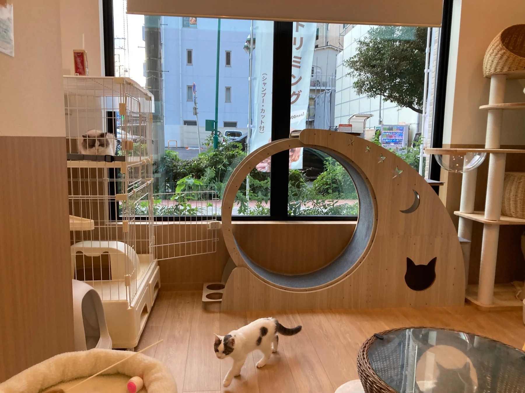 窓辺でくつろぐ猫たち