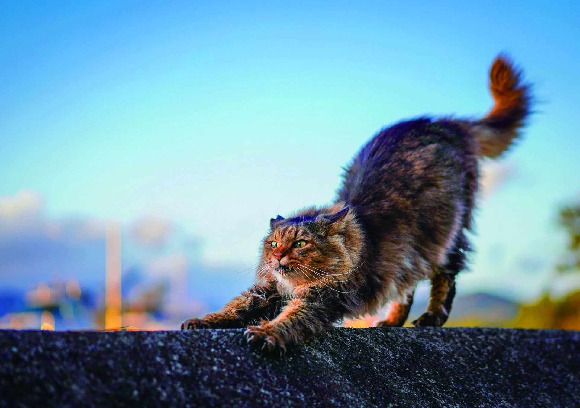 青空を背景に体を伸ばす猫