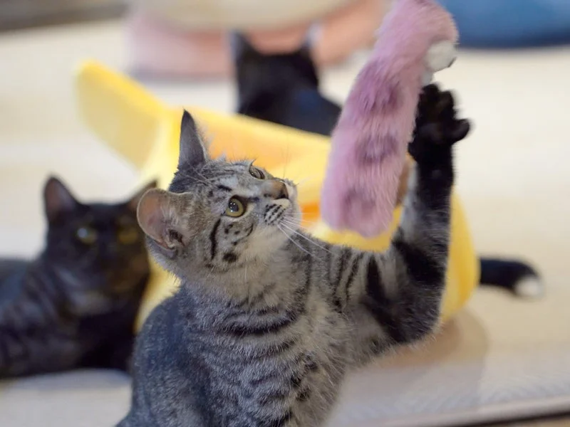 子猫がピンクのおもちゃで遊ぶ様子