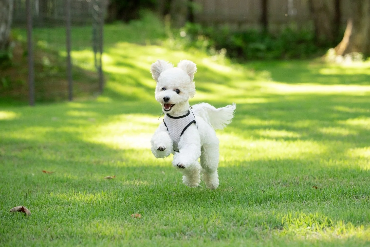 犬が芝生を走る