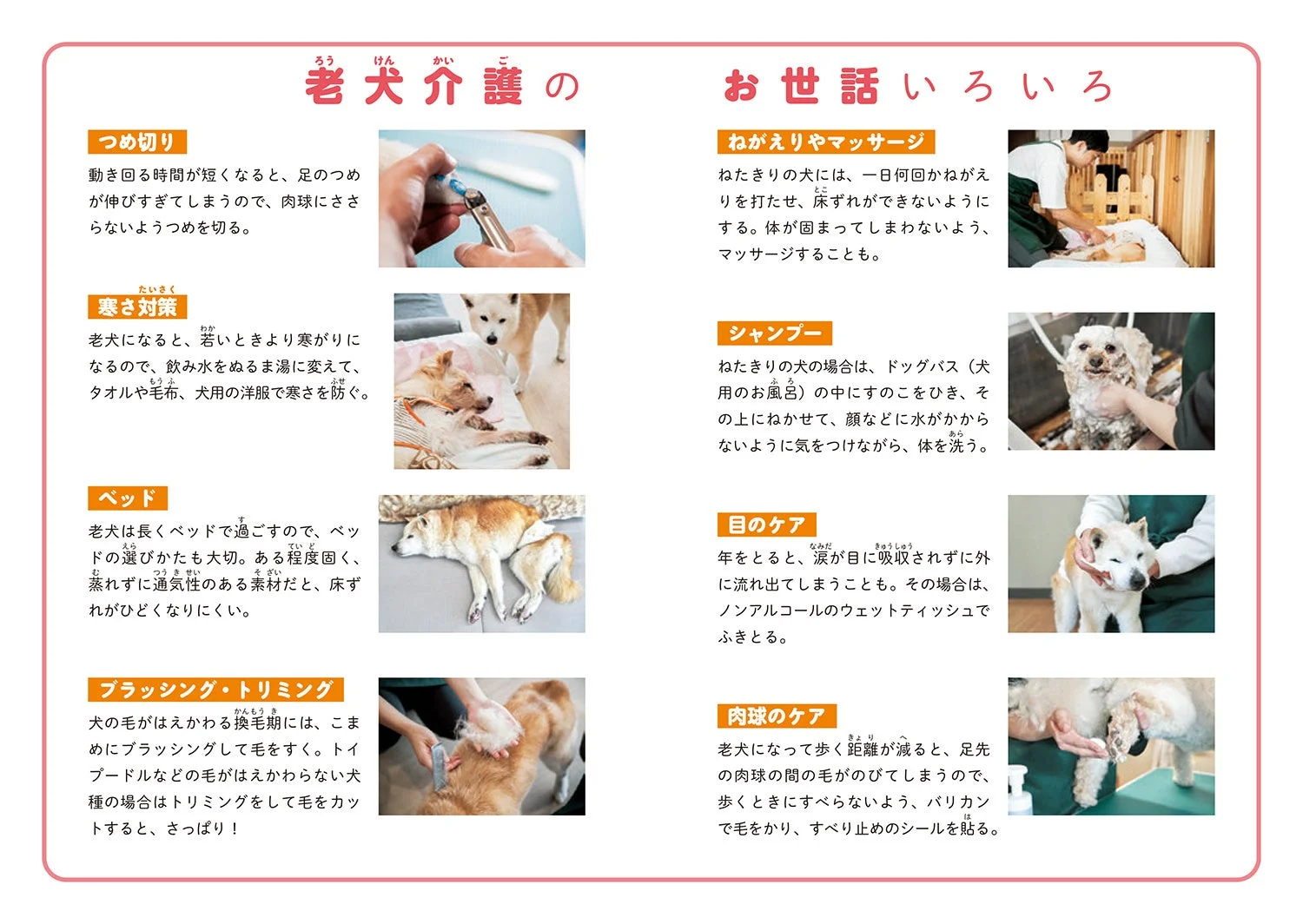 老犬介護のポイント