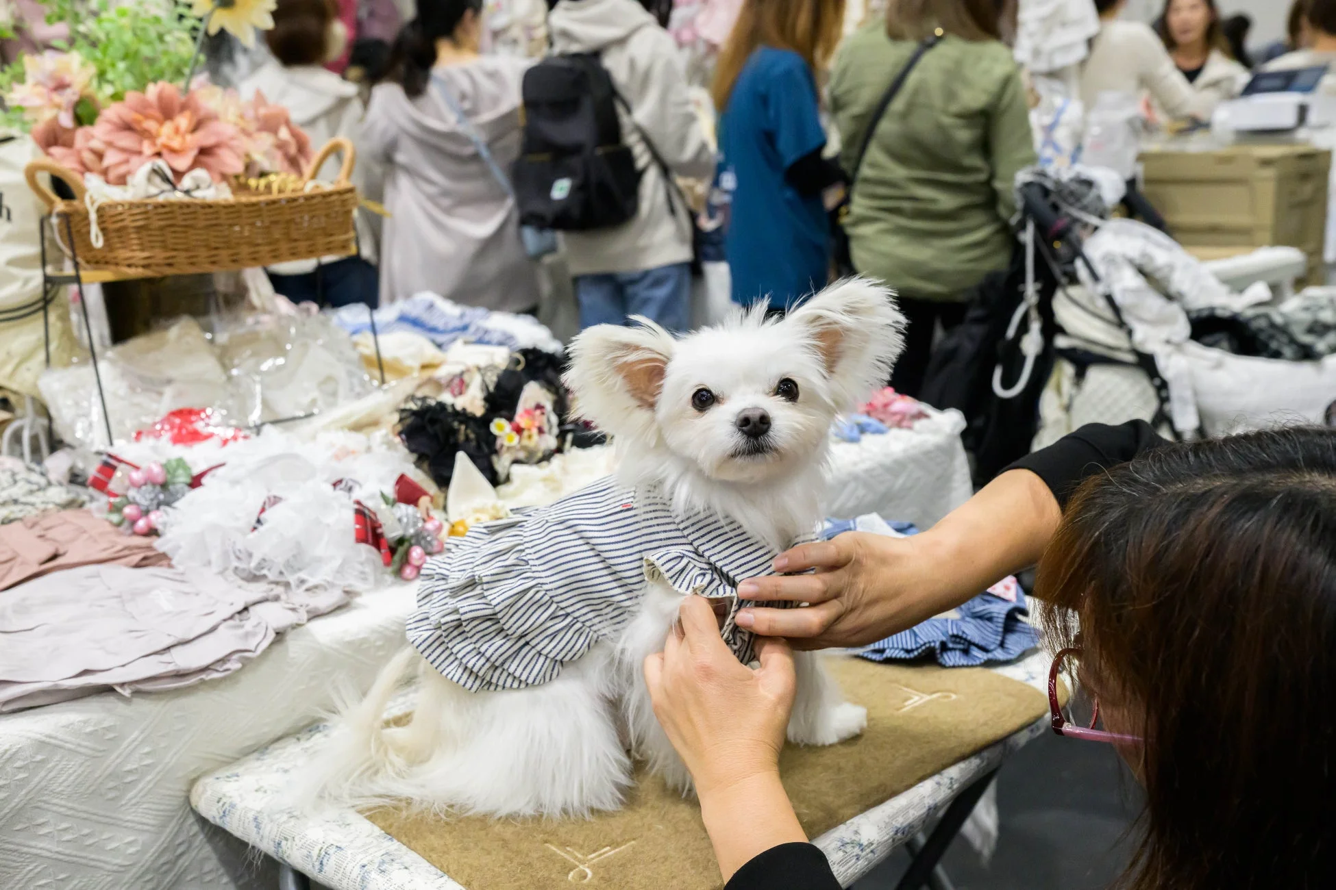 ストライプの服を着たマルチーズが飼い主に服を整えられている様子