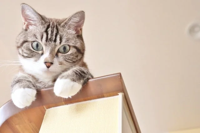 棚の上から顔を覗かせている可愛いトラ猫のポートレート
