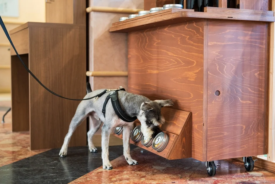 嗅覚トレーニング中の犬