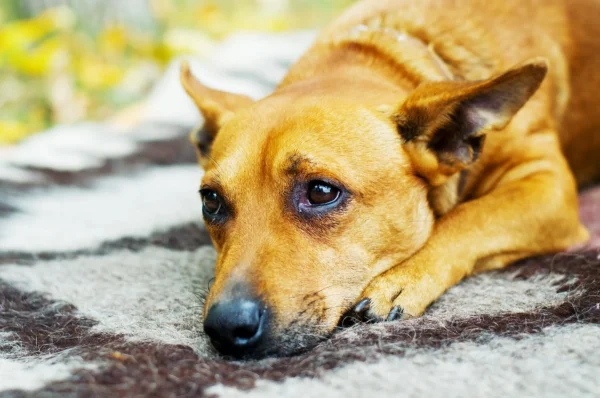 愛犬の「ふぅ…」ってどんな気持ち？ため息の秘密を徹底解剖しちゃいます！