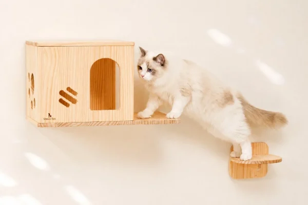 【8月8日限定】「世界猫の日」はPetFunでお得にニャンライフをアップグレード！12％OFFクーポンで人気猫用品をゲットしよう！
