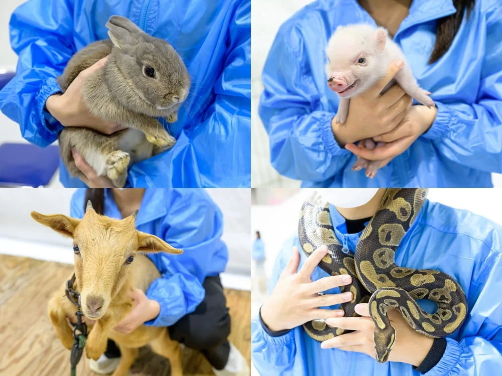 様々な動物と触れ合う人々