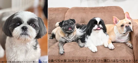 シーズー、パグ、狆、フレンチブルドッグ