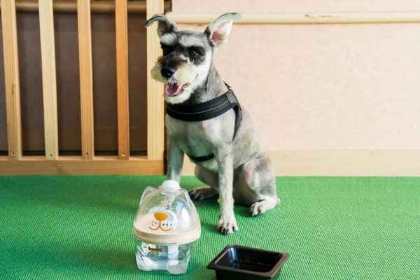 愛犬との旅行がもっと快適に！大分に「犬用浄軟水器」完備のドッグリゾートが誕生