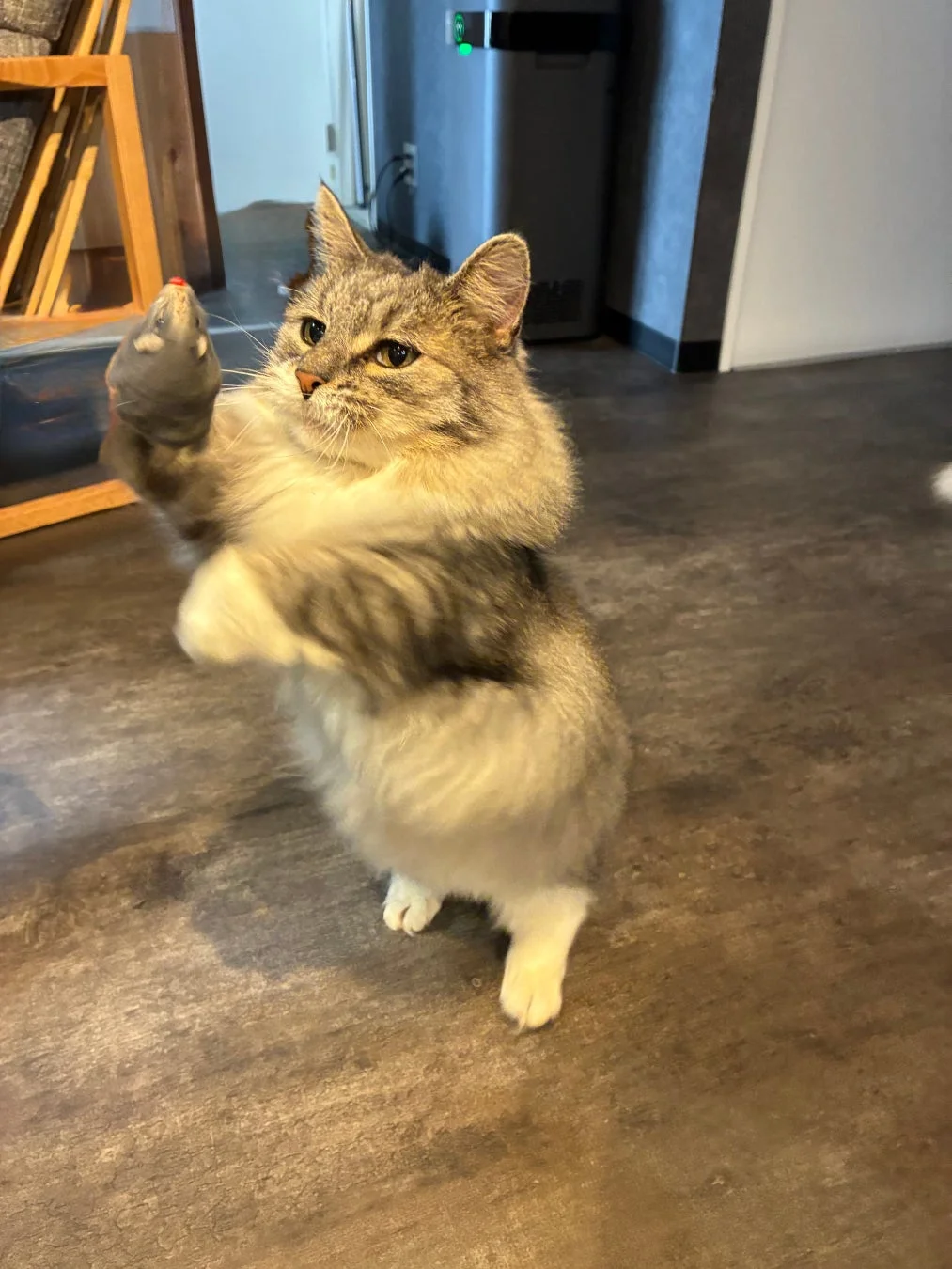 ネズミのおもちゃで遊ぶ猫