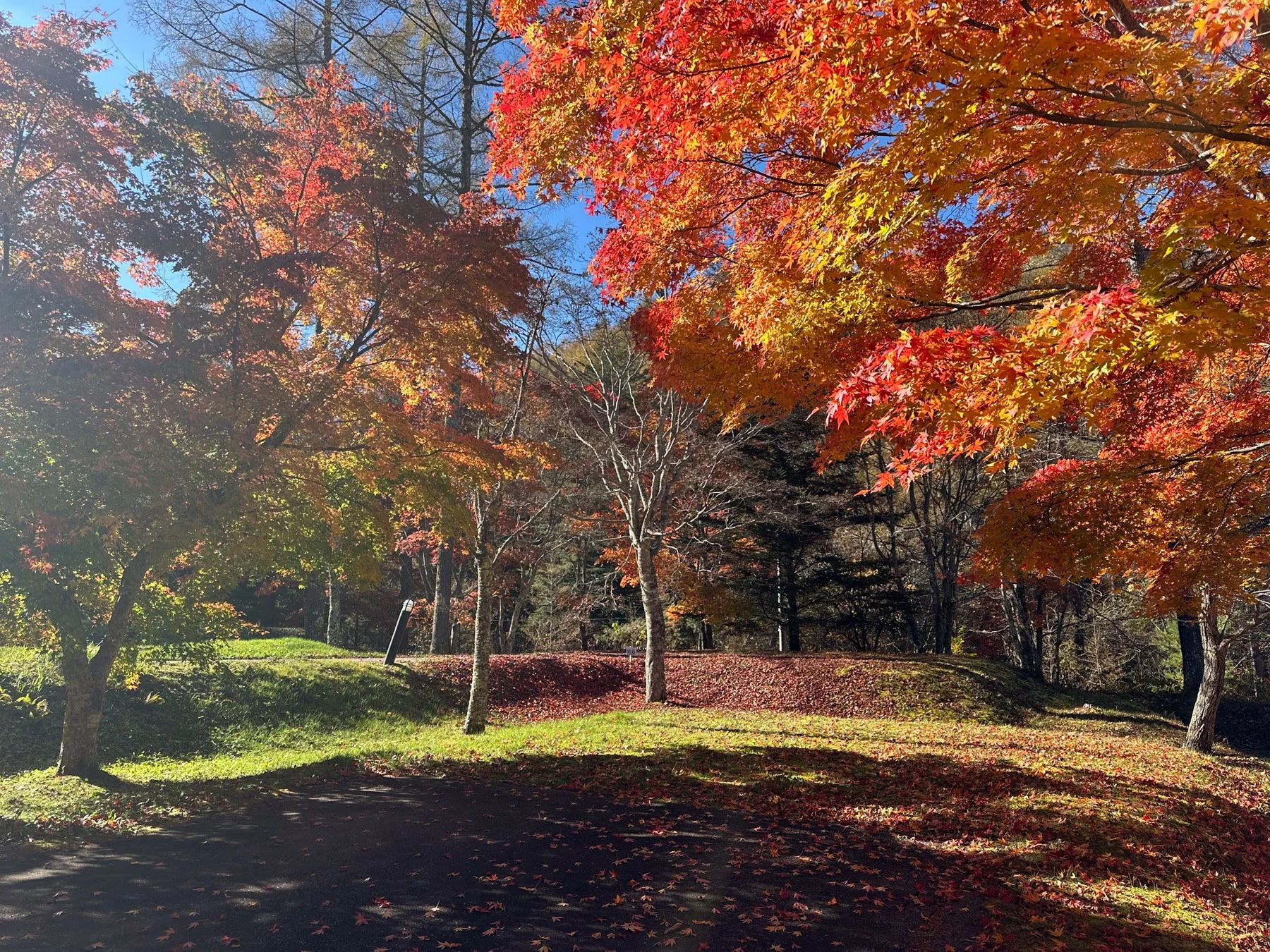 紅葉