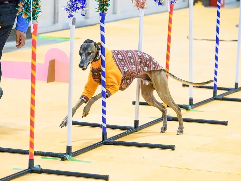 セーターを着たイタリアングレーハウンドがアジリティのウィーブポールを駆け抜ける様子