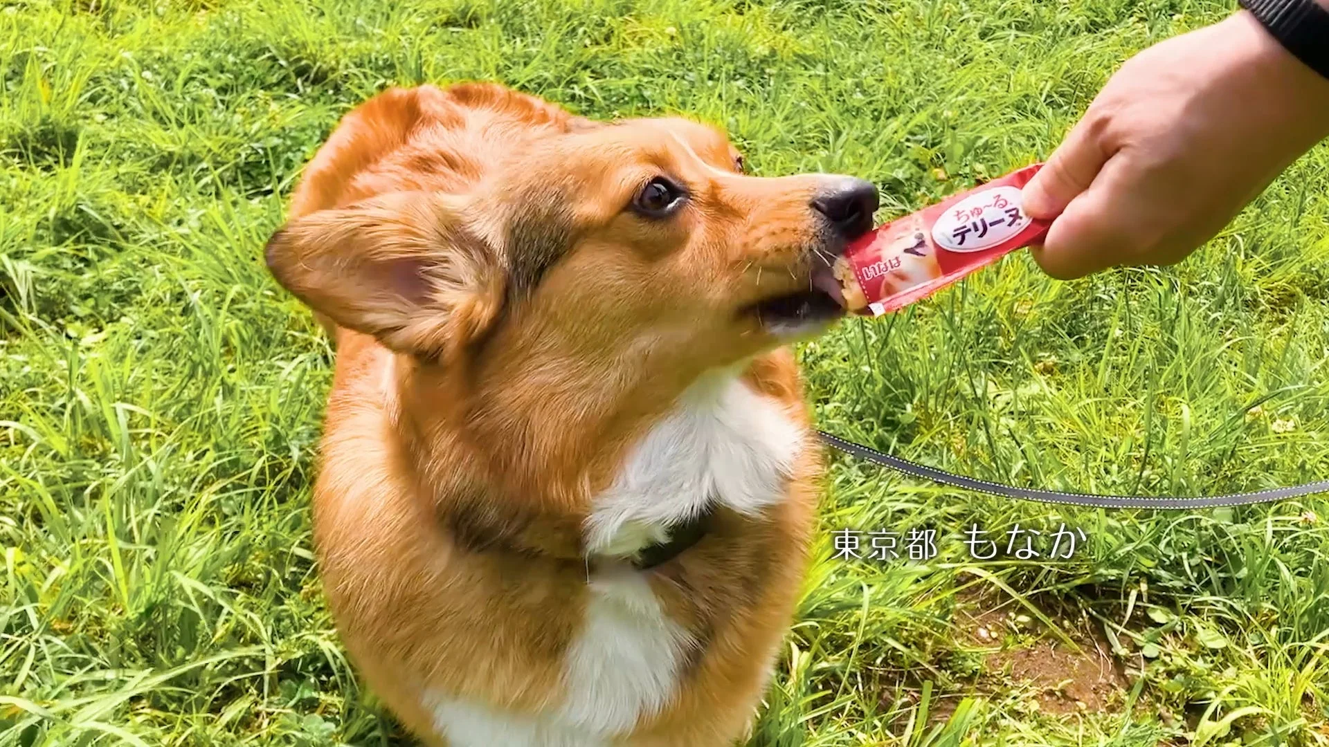 草地で「ちゅ～る デリース」を食べる犬