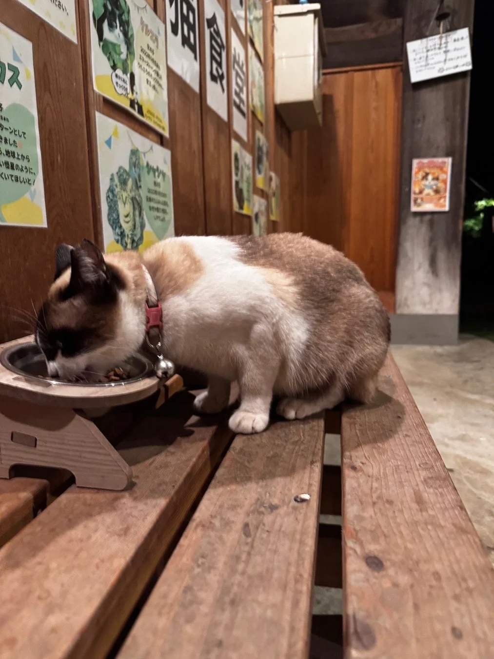 屋外で食事をする猫