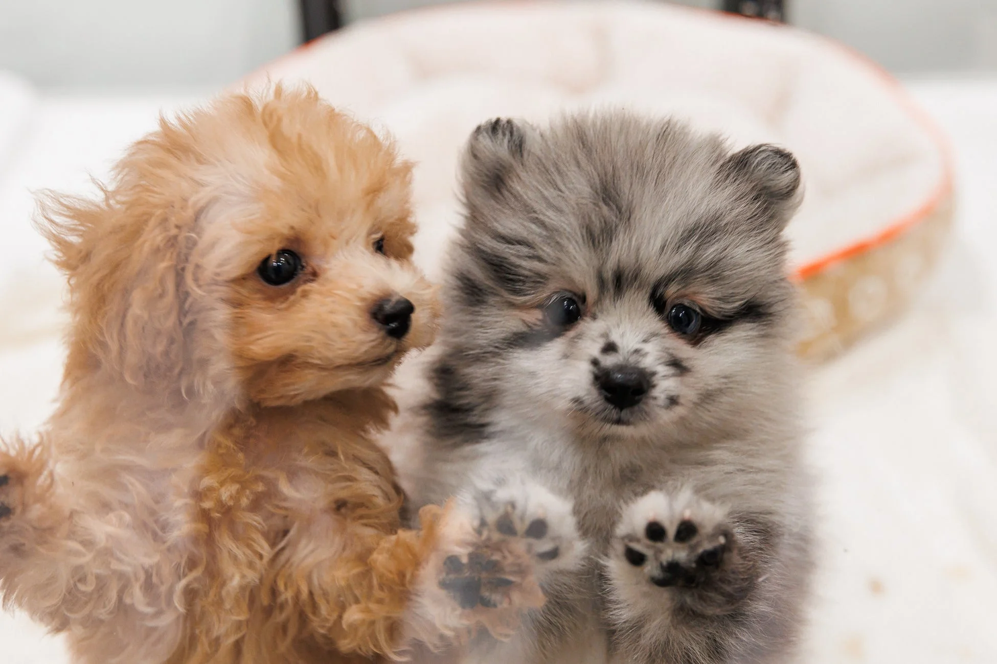 子犬たち