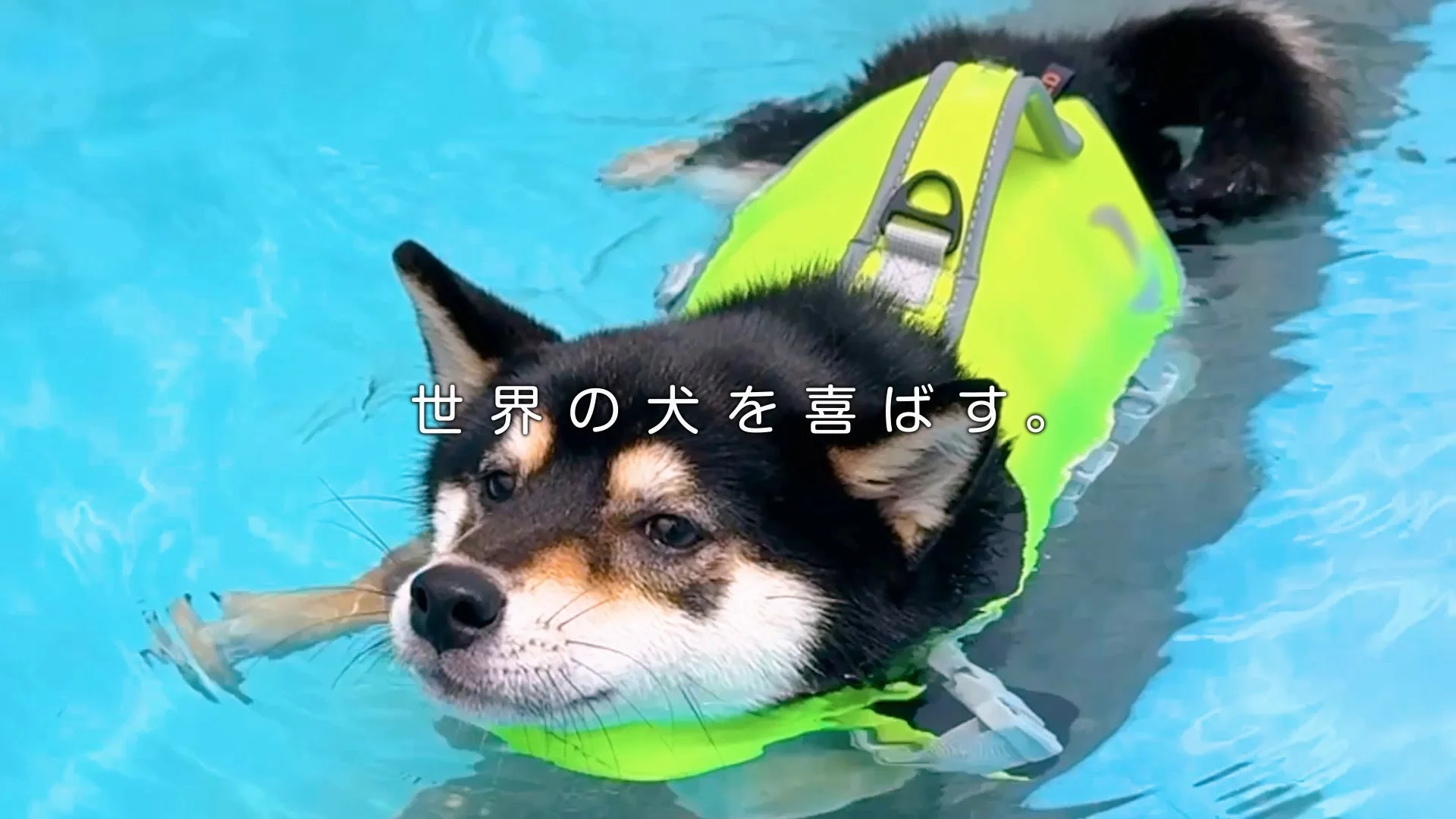 ライフジャケットを着て泳ぐ黒柴犬