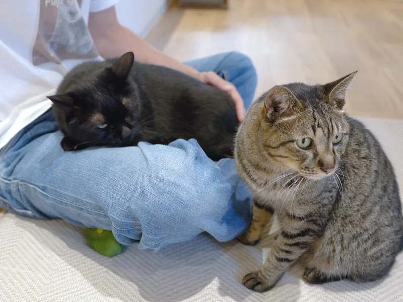 人の膝の上でくつろぐ黒猫とキジトラ猫