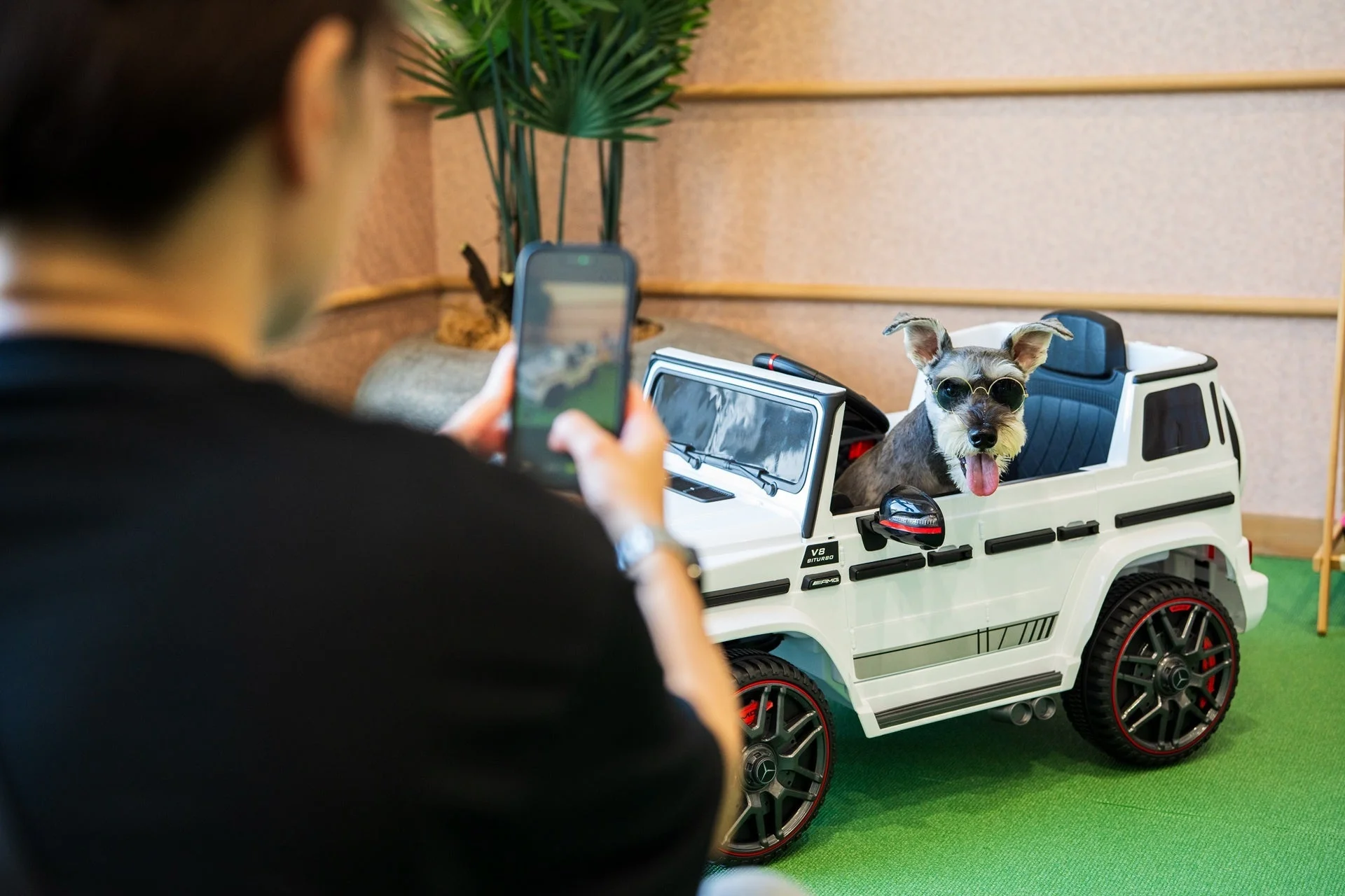 おもちゃの車に乗るミニチュアシュナウザー
