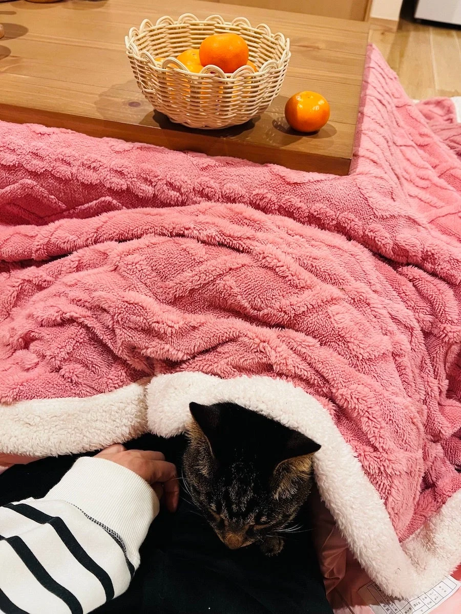 こたつでくつろぐ猫とみかん