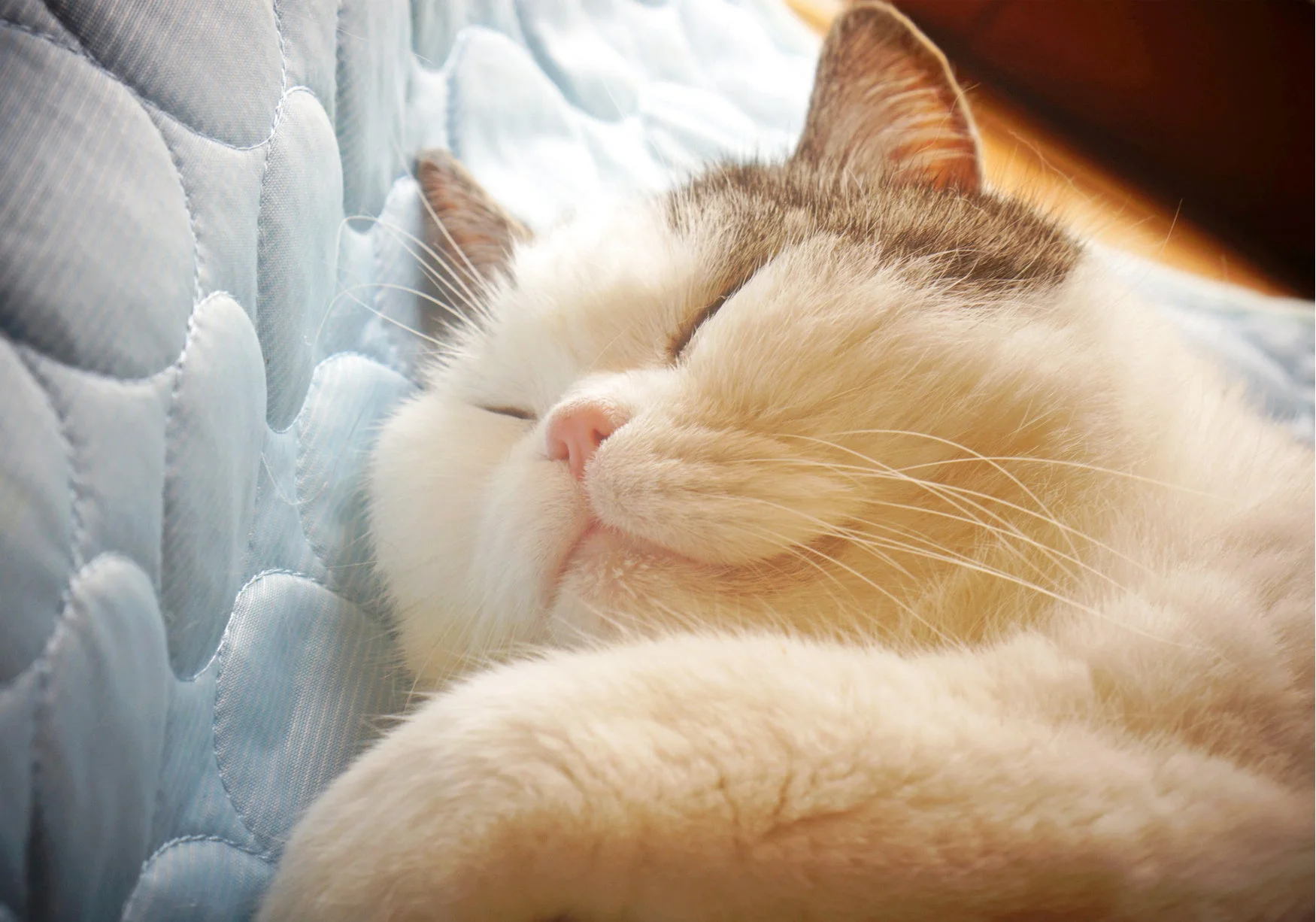 青いキルトの上で気持ちよさそうに眠っている猫のクローズアップです。白い毛並みに一部茶色の模様があり、その寝顔はとても穏やかでリラックスしています。