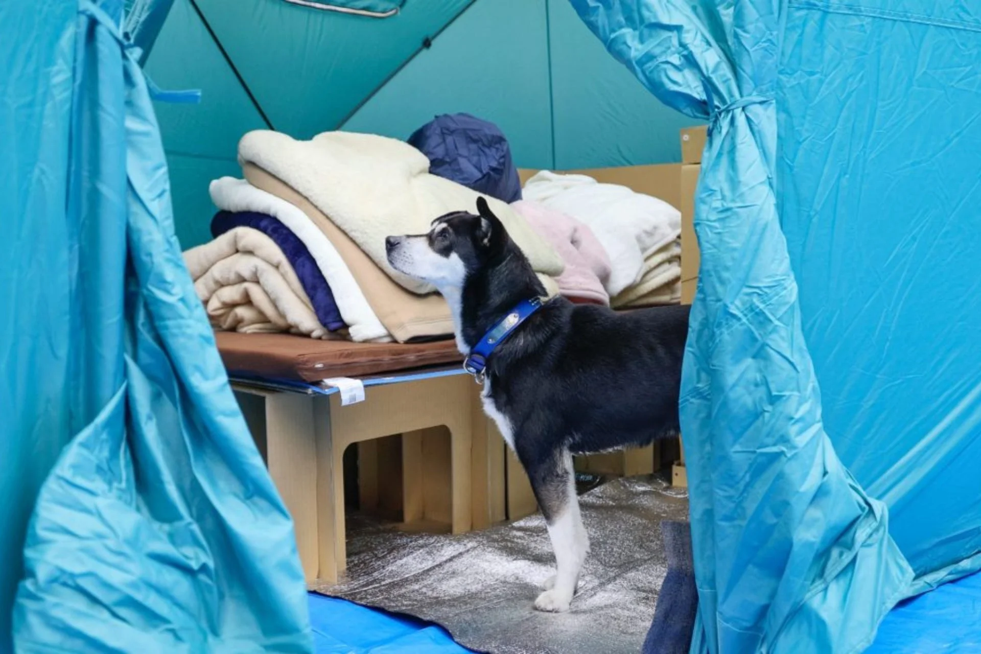 犬とテント、避難所