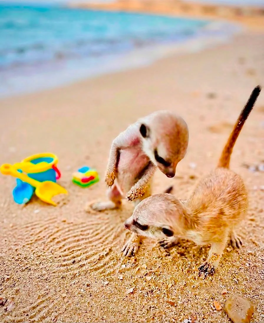 砂浜で遊ぶ2匹のミーアキャット