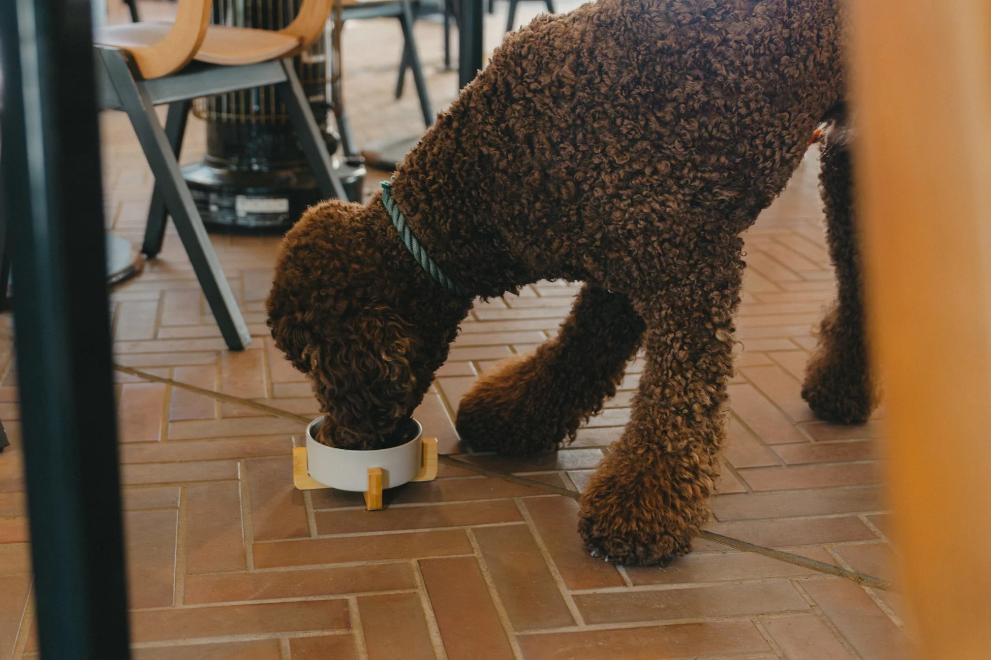 床に置かれたフードボウルで食事をする犬