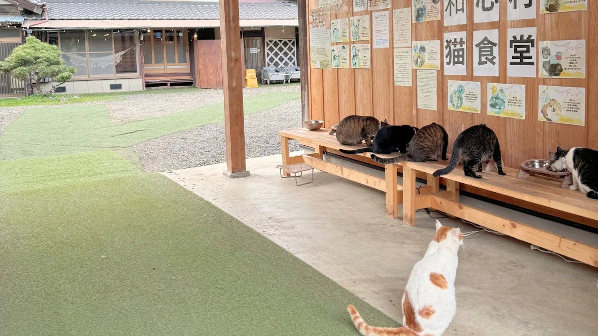 屋外で食事をする猫たち