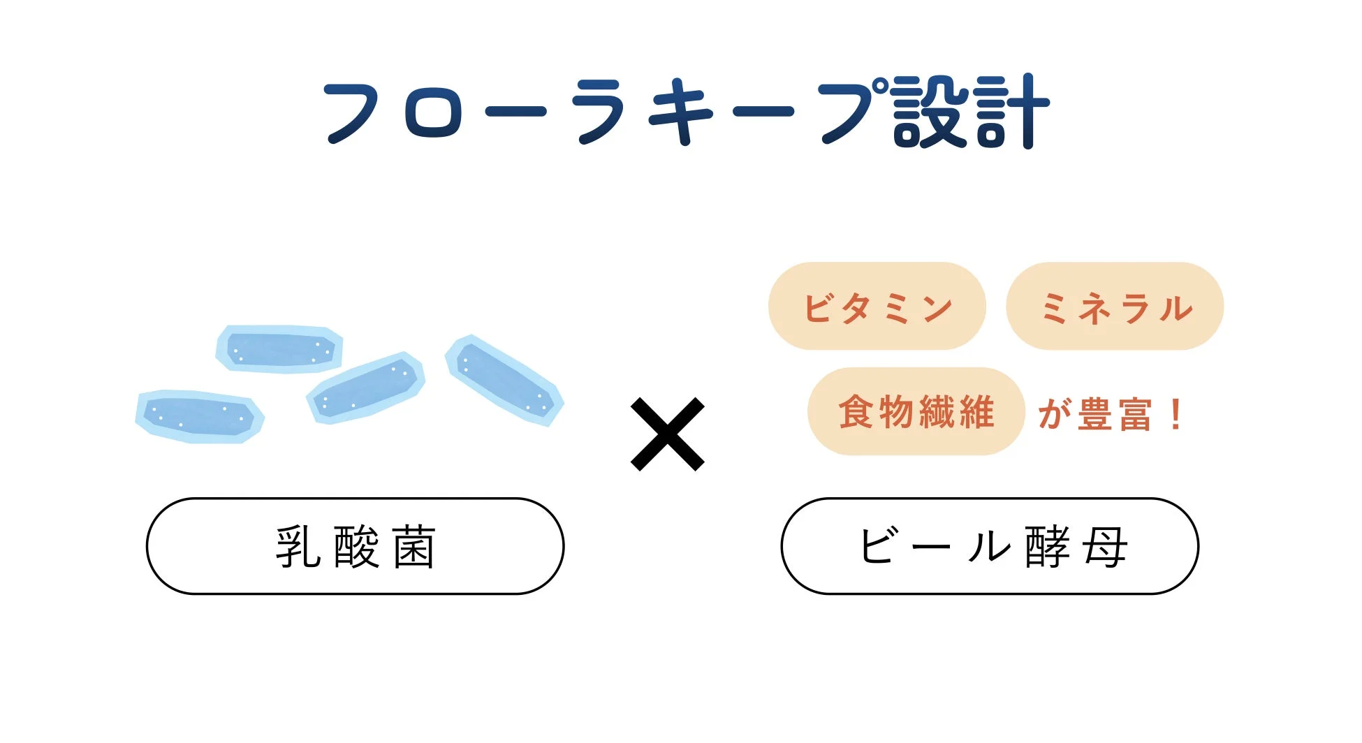 「フローラキープ設計」として、乳酸菌とビタミン、ミネラル、食物繊維が豊富なビール酵母を組み合わせていることを示す図です。