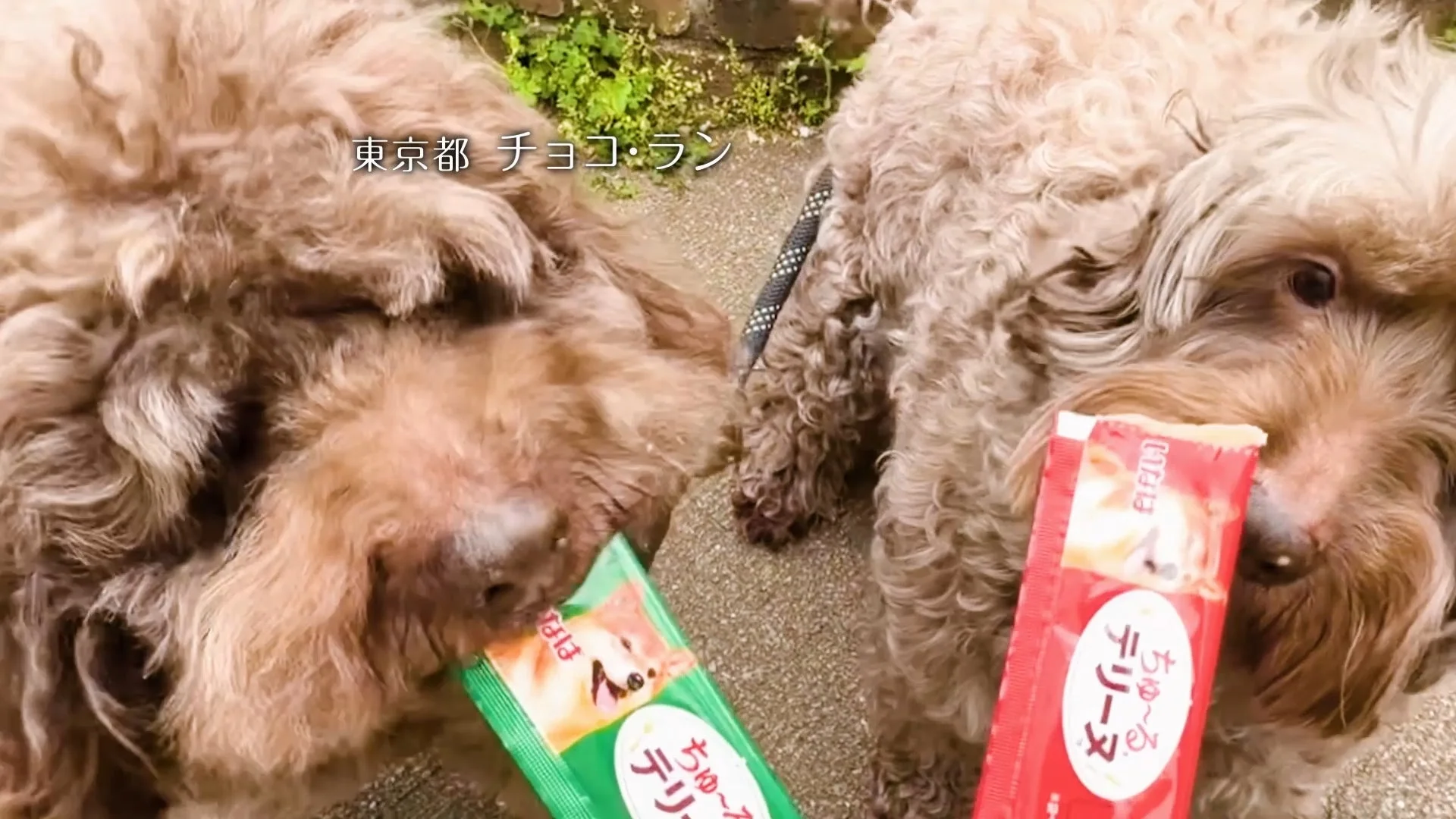 「ちゅ～る」を食べる2匹の犬