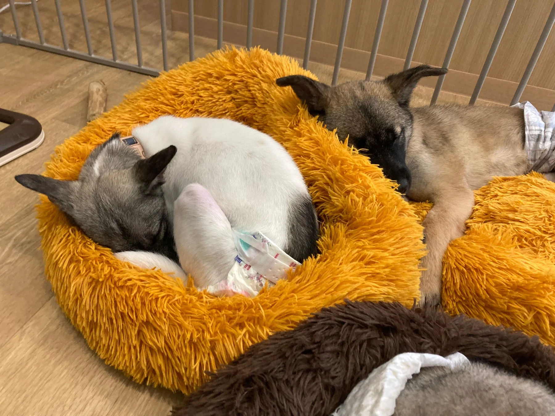 気持ちよさそうに眠る子犬たち