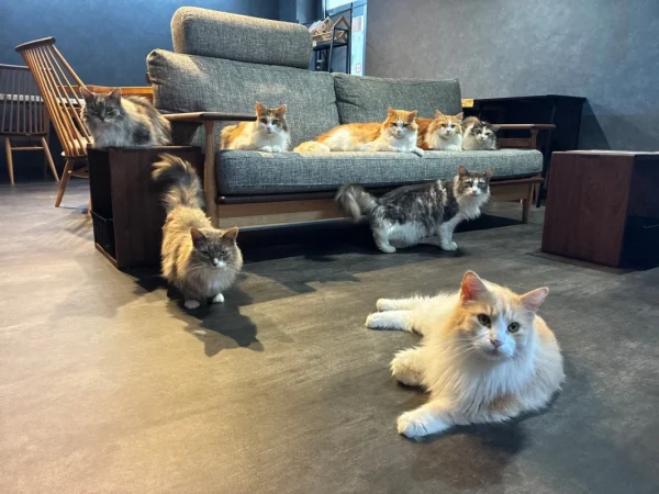 0歳から楽しめる！京田辺にコワーキング×癒やしのハイブリッド猫カフェ「京田辺の猫カフェNAP」がグランドオープン