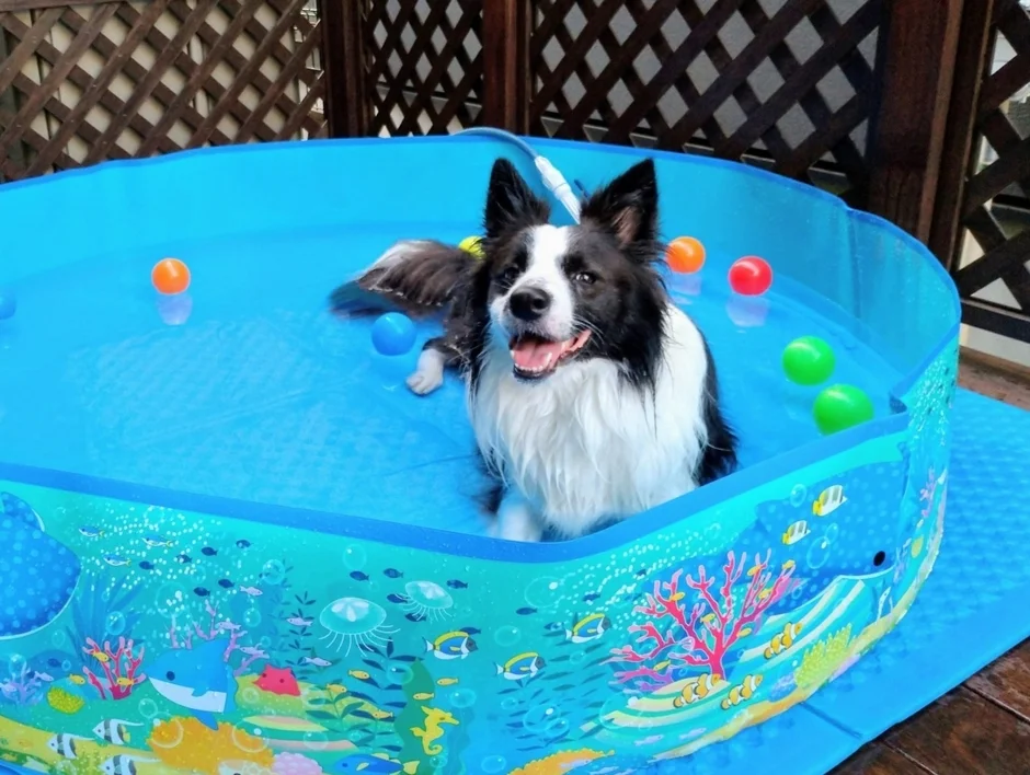 ミニプールで楽しそうに遊ぶ犬