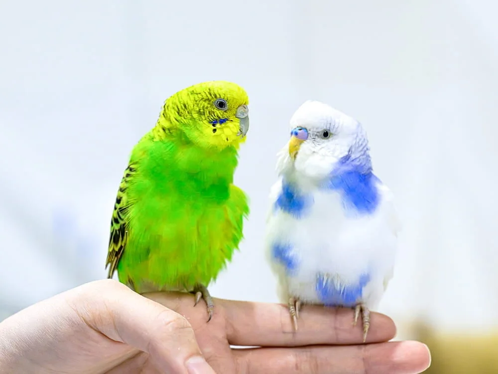 人の手に乗ったセキセイインコ