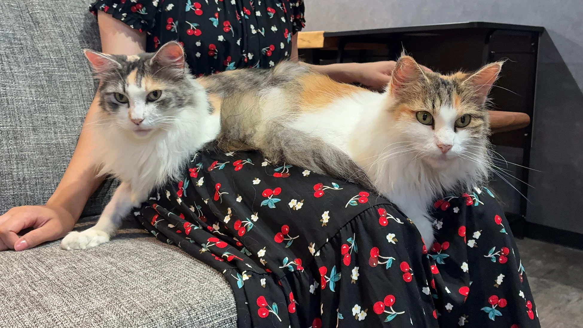 ソファに座る人の膝の上でくつろぐ2匹の長毛の三毛猫