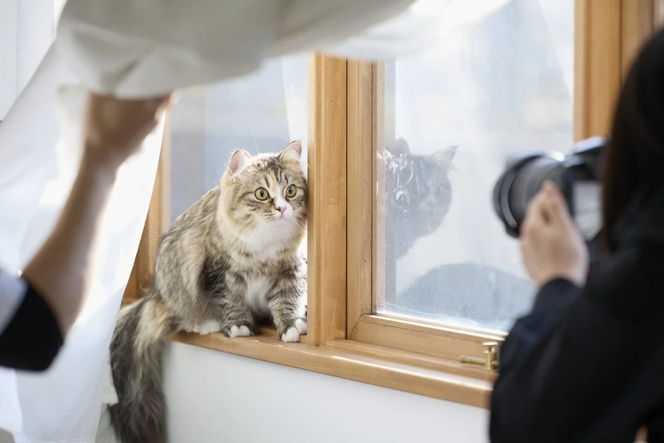 窓辺に座るアメリカンカールの猫を撮影している様子
