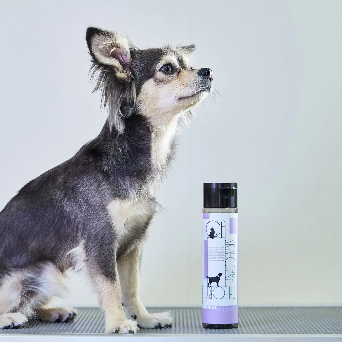 毛並みの良い小型犬とペット用スキンケア製品