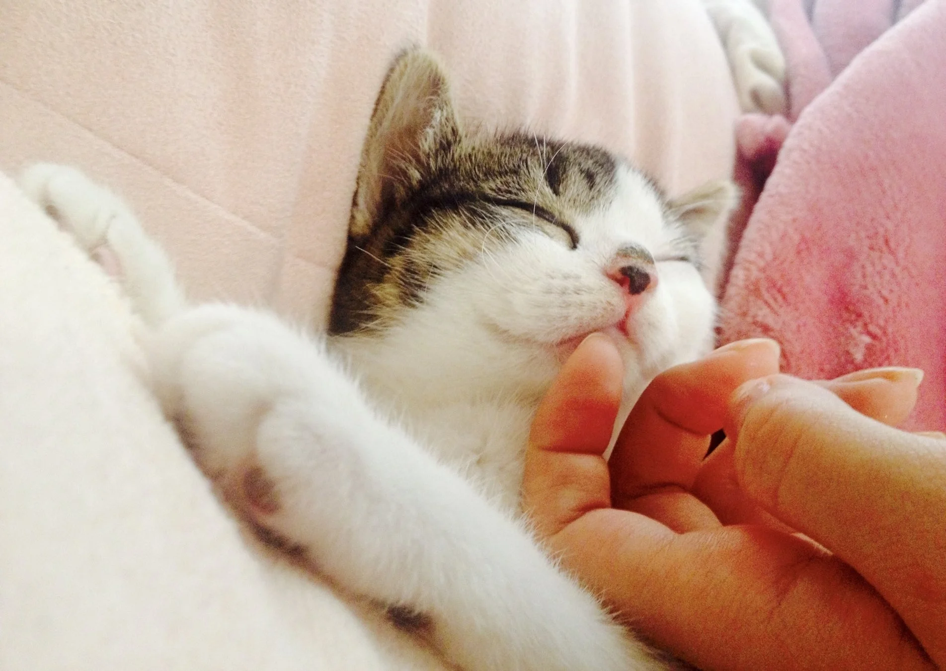 ピンクの毛布の上で気持ちよさそうに眠る子猫