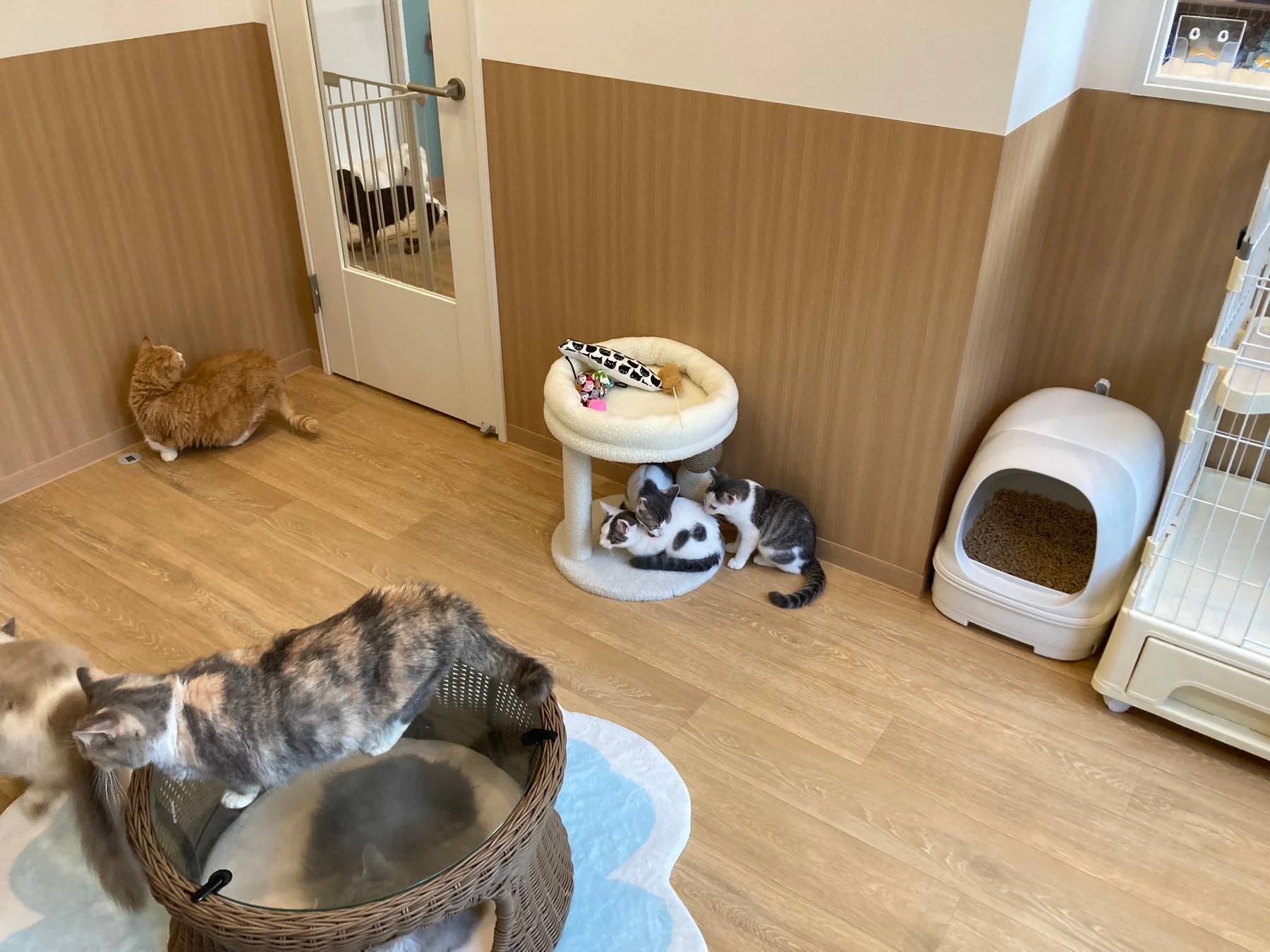 猫専用の快適な空間