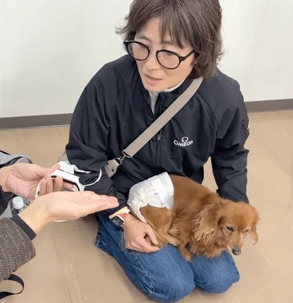 床に座った女性が、おむつをつけた茶色い小型犬を膝に抱えている様子