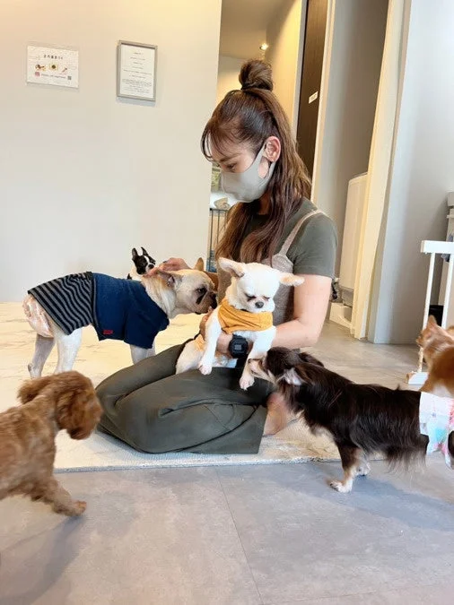 女性と複数の小型犬