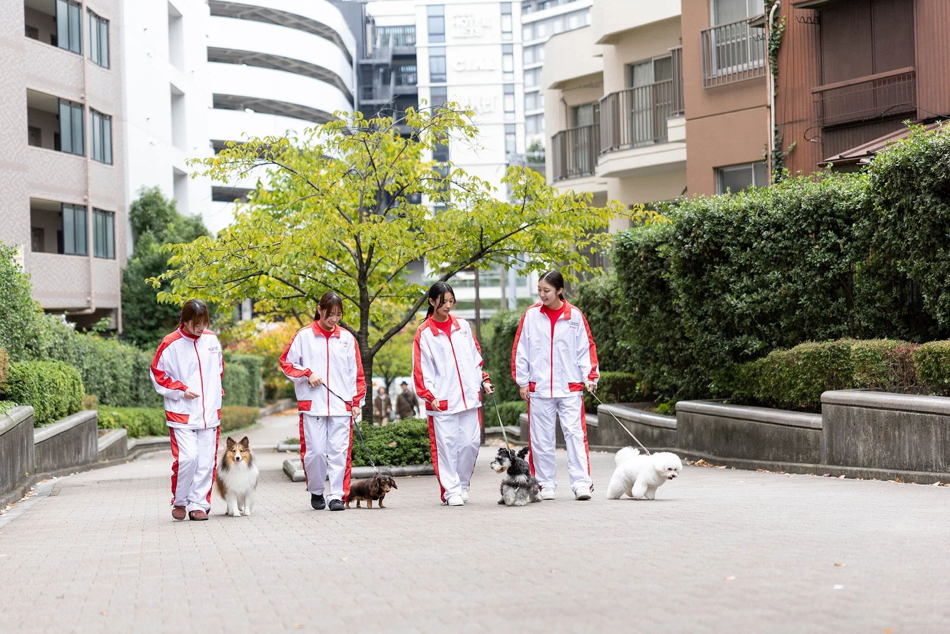 犬と散歩する学生ボランティアたち
