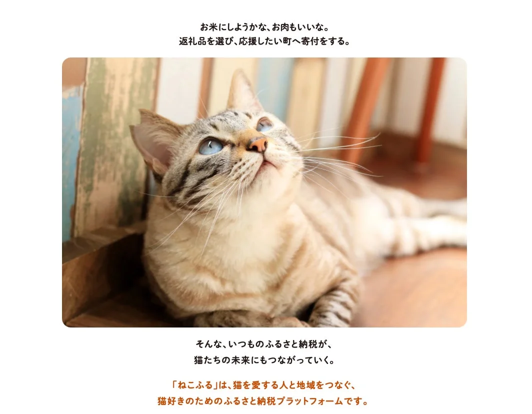 茶トラの猫と「ねこふる」のコンセプト
