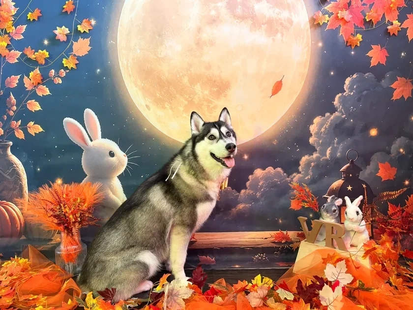 満月の夜空を背景に、ハスキー犬と可愛らしいウサギのぬいぐるみが秋の紅葉に囲まれてポーズをとっています。幻想的な雰囲気の画像です。
