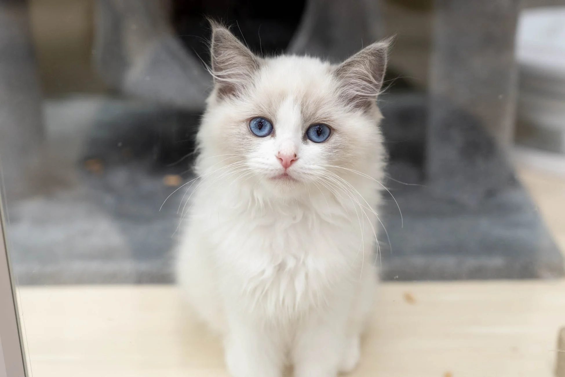 青い目の白い子猫