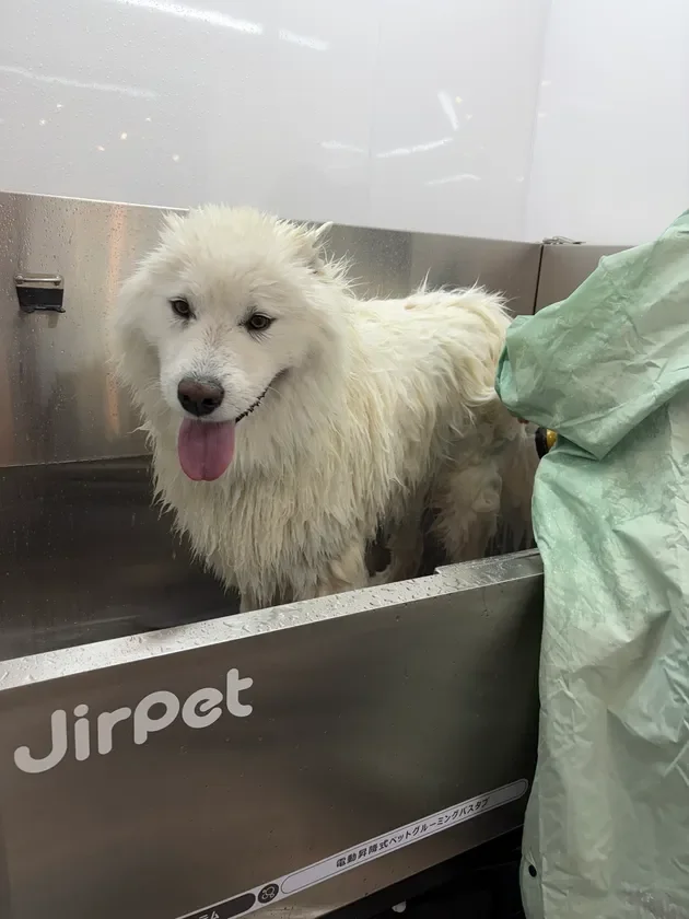 白い犬が「Jirpet」の電動昇降式ペットグルーミングバスタブでシャンプーされている様子です。犬は舌を出して少し濡れており、飼い主らしき人物が緑色のレインコートを着て洗っています。