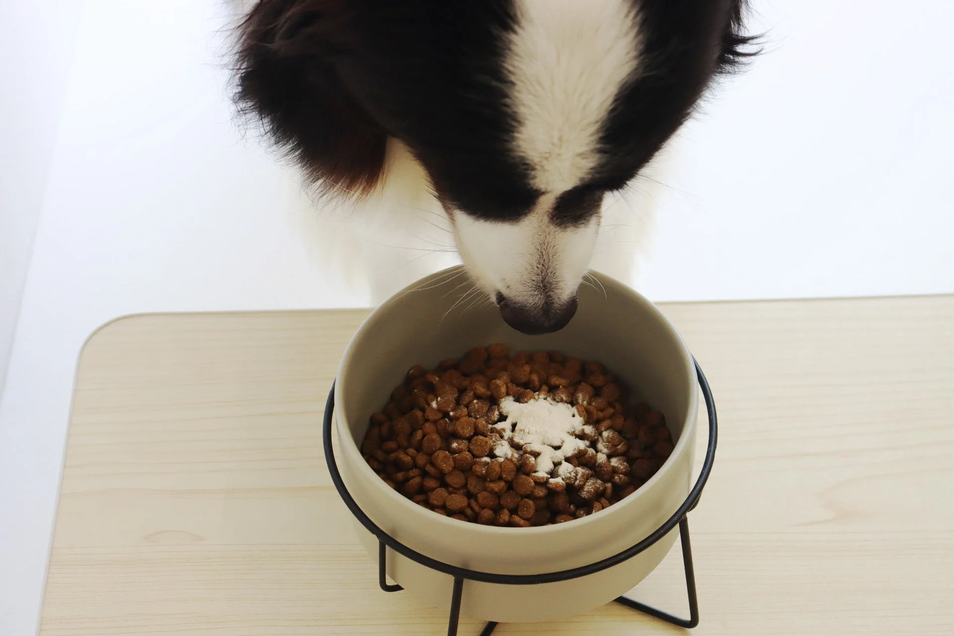 ドッグフードを食べる犬