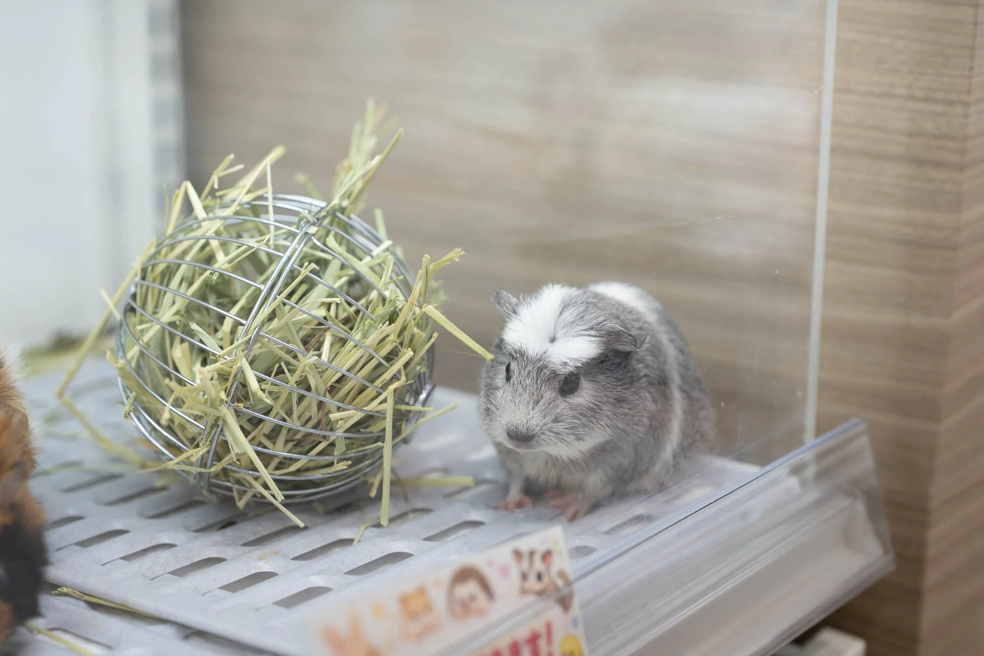 ケージの中のモルモット
