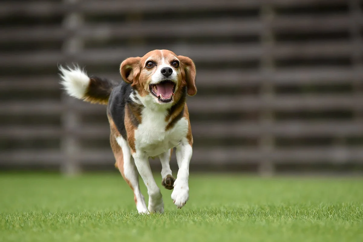 芝生の上を走るビーグル犬