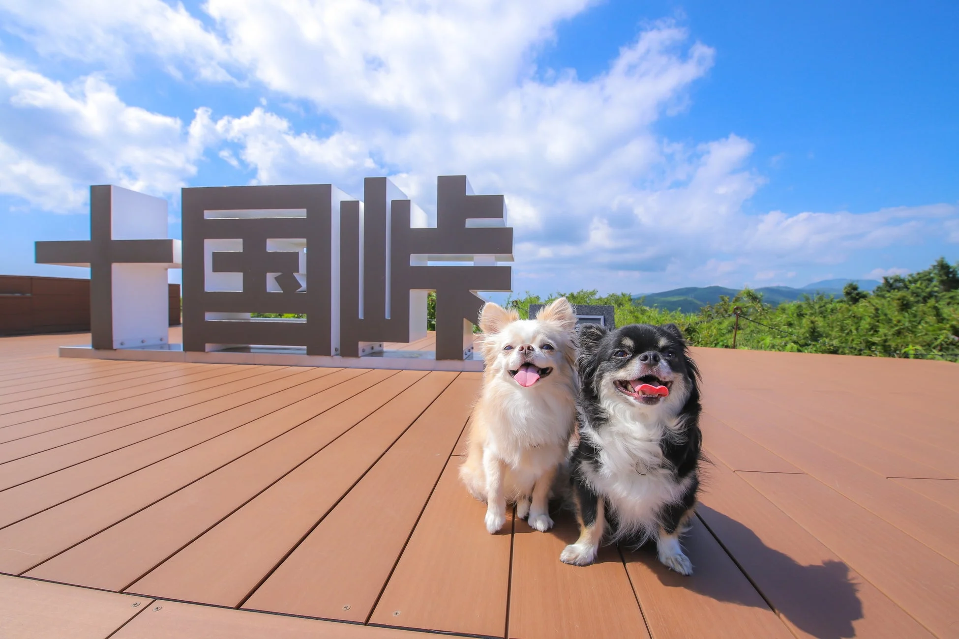 十国峠の展望台で並んで座るチワワたち
